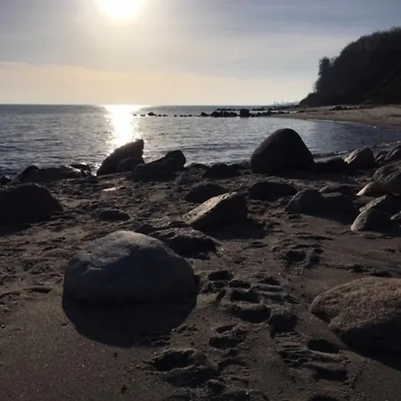 Stockrose Schashagen