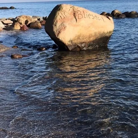 Stockrose Schashagen