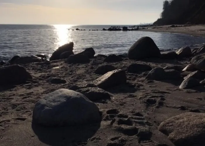 Stockrose Schashagen